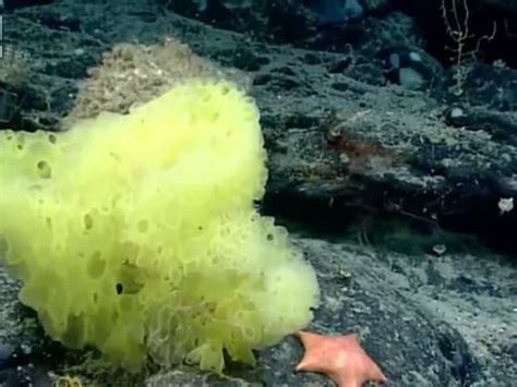 Real-Life SpongeBob and Patrick Discovered by Marine Scientists Under ...