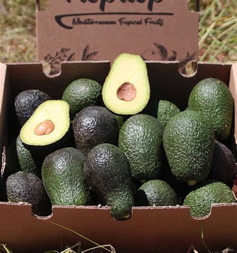 Comprar Aguacates Online En Tropitop