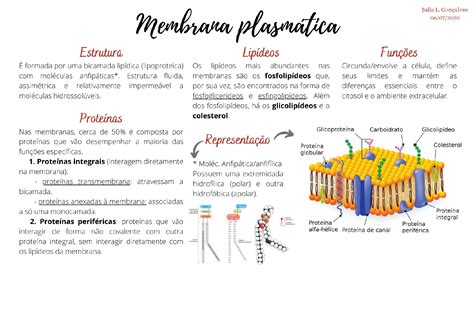 Diagrama De Membrana Celular Sexiezpicz Web Porn