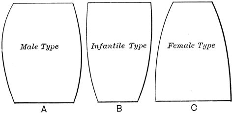 Abdomen Types of a Male, Infant, and Female | ClipArt ETC