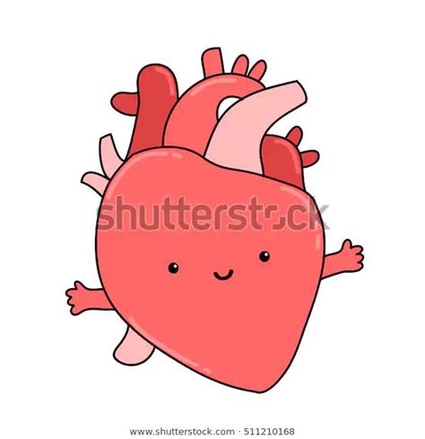 Cartoon Human Heart