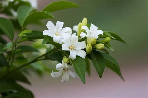 Jasmine Flowers In Columbus Ohio | Best Flower Site