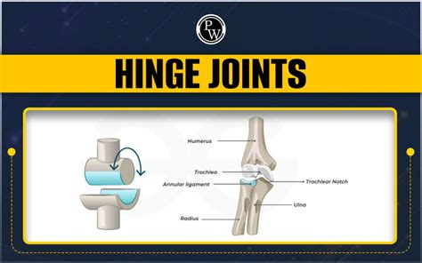 Hinge Joints: Consequences And Types