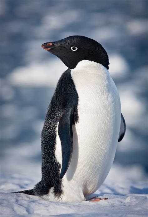 Black and white penguin stock image. Image of happy, penguin - 16708763