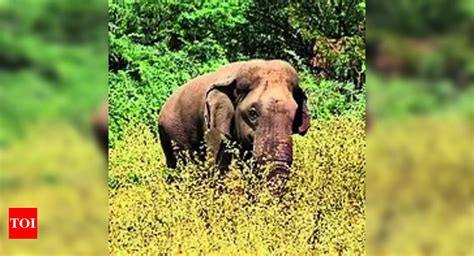 Elephant Attacks Two Dead In Elephant Attacks In The Nilgiris