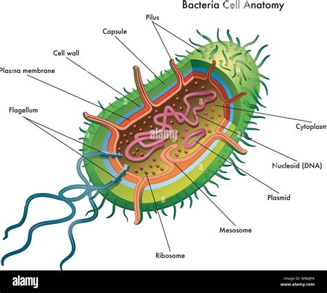 Bacterial Cell Diagram And Functions