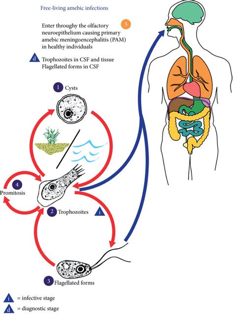 This Illustration Depicts The Life Cycle Of Naegleria Fowleri The Download Scientific Diagram