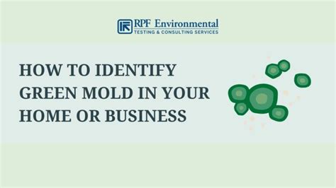 Green Mold: Identification, Dangers, Removal, & Prevention