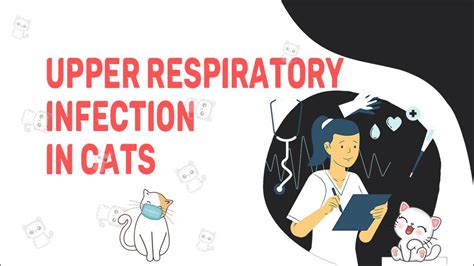 Upper Respiratory Infection In A Cat - Petmoo