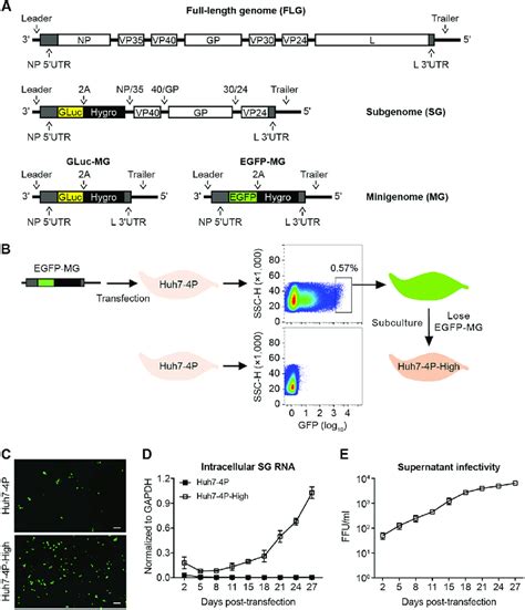 Generation And Propagation Of Ebov Trvlp On Permissive Cells A