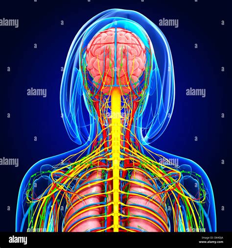 Upper Body Anatomy Artwork Stock Photo Alamy