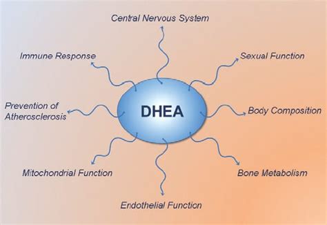 Dhea Effects The Complete Guide To Natural Healing