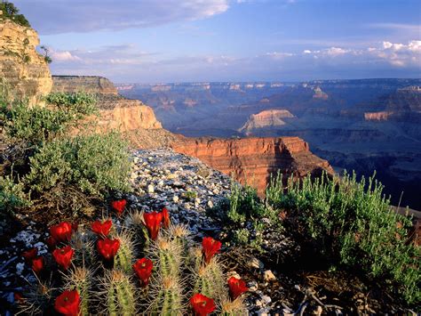 Plants - Grand Canyon National Parks Project