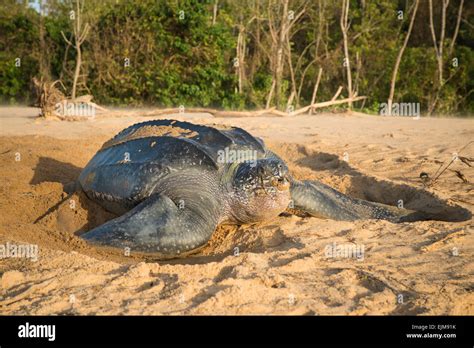 Leatherback sea turtle nesting on the beach, Dermochelys coriacea ...