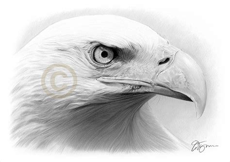 Eagle Artwork Bald Eagle Pencil Drawing Print Wildlife Art - Etsy