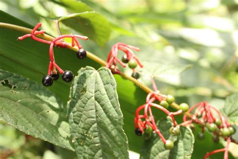 Wild Fruits Berry Image Food In Tropical Forest Stock Photo Image Of