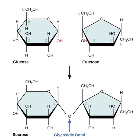 Difference Monosaccharide, Disaccharide, Polysaccharide