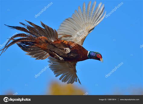 Pheasant In Flight