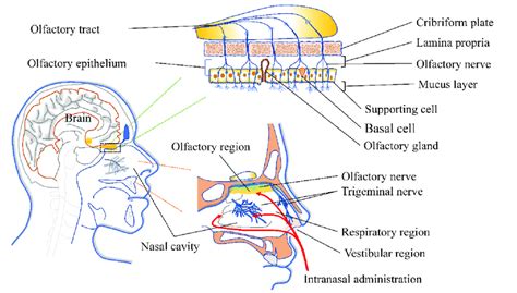 Anatomical Schematic Of The Non Invasive Pathway Between Nose And