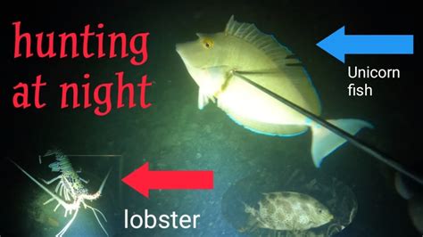 Night Spearfishing Episode Catch Unicorn Fish Squid And Lobster