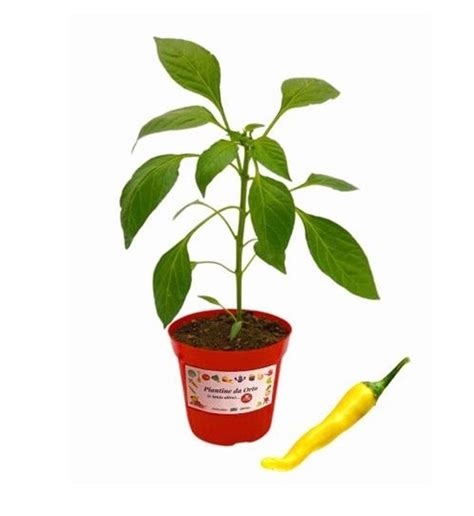 Coltivare Peperoncini 2