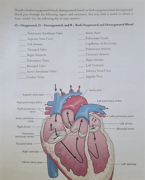 Solved Decide whether oxygenated blood, deoxygenated blood, | Chegg.com