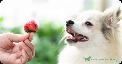 Cachorro Pode Comer Abacate O Guia Completo E Seguro