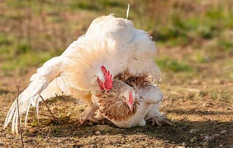 ¿cómo Se Aparean Las Gallinas Una Explicación Detallada Gallinas