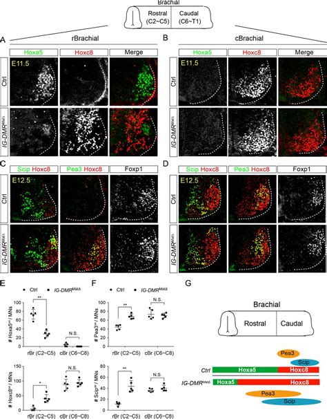 Dlk1 Dio3 Locus Derived Lncrnas Perpetuate Postmitotic Motor Neuron