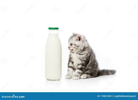 Cute Little Kitten Looking at Bottle of Milk Stock Photo - Image of ...