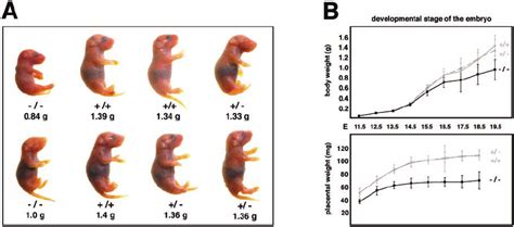 Loss Of Bruce Results In Increasing Growth Retardation During Embryonic