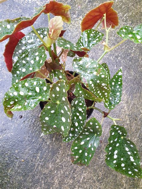 Mother Plant Begonia Maculata Pokadot White Variegated Japan Furniture