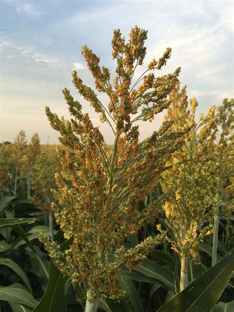 Grain Sorghum, Milo, Bird Seed – Thunder Acres