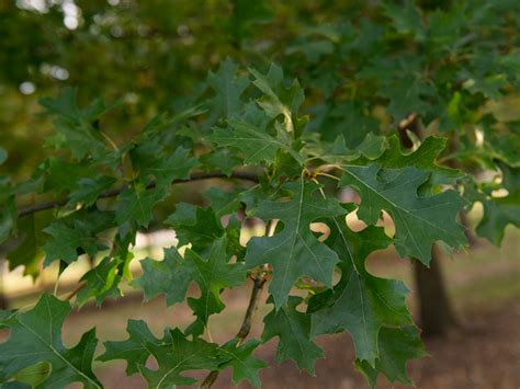 Shumard Red Oak A Majestic Shade Tree For Your Yard