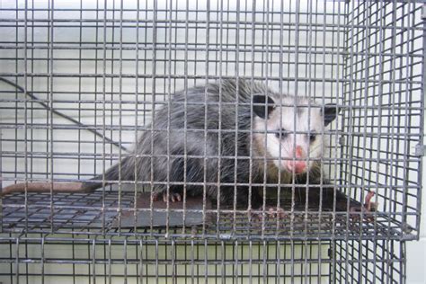 Diy Opossum Removal Wildlife Pest Control