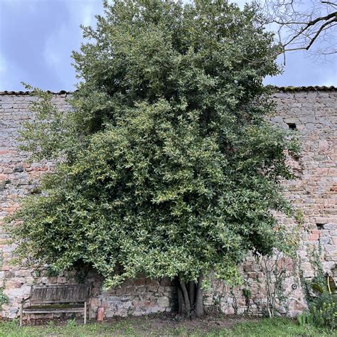 Laurus nobilis Echter Lorbeer florafutura Zukunftsgärtnerei