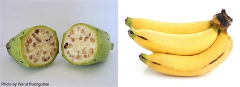 Then Vs Now Our Favorite Foods Before And After Genetic Modification