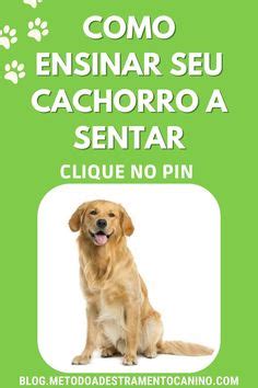 15 Ideias De Como Ensinar Cachorro A Sentar Cachorro Senta Ensinar