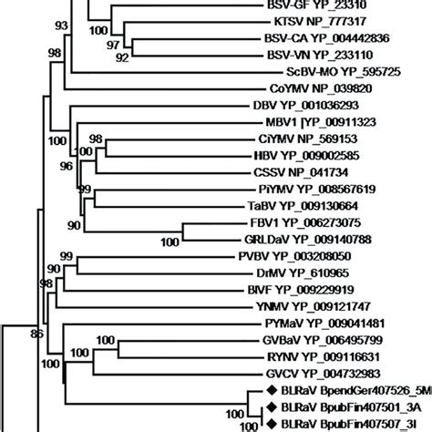 Unrooted Phylogenetic Tree Reconstructed Using The Nucleotide Sequences