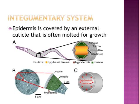 Ppt Nematoda Powerpoint Presentation Free Download Id1862138