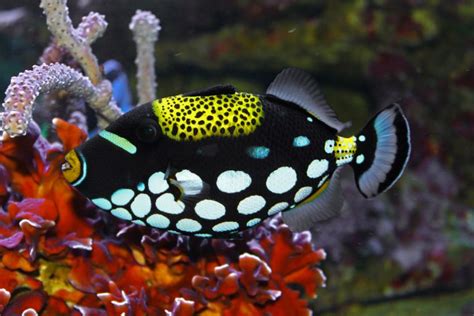 Clown Triggerfish Facts, Habitat, Diet, Life Cycle, Baby, Pictures