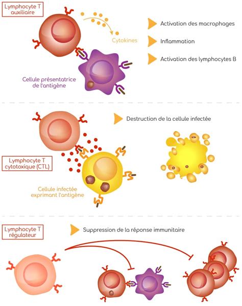 Lymphocytes rôles et fonctions biologiques Nutrixeal Info