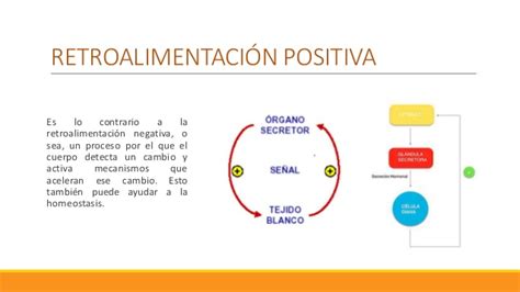 Retroalimentación Positiva Y Retroalimentación Negativa Cuadro Comparativo