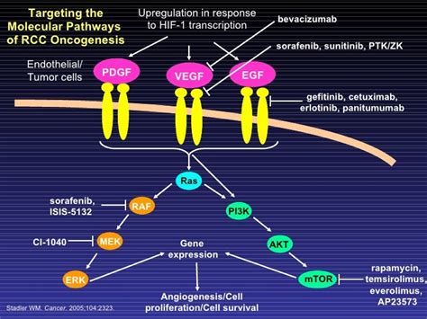 Understanding Renal Cell Carcinoma