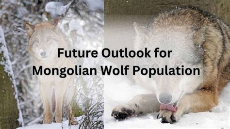 Mongolian Wolf: Unleashing the Wild Side of Canid Conservation