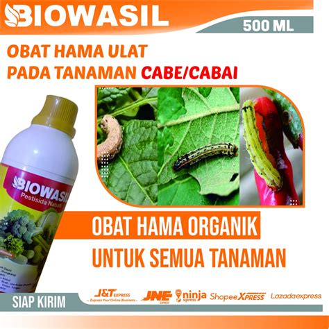 Jual Obat Hama Ulat Pada Tanaman Cabai Terbaik Antilat Ml Pupuk