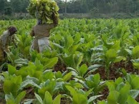 Tobacco Gets Good Price Farmers Hopeful Of Better Price