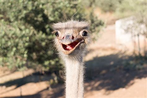 5,443 Eye Funny Ostrich Stock Photos - Free & Royalty-Free Stock Photos ...