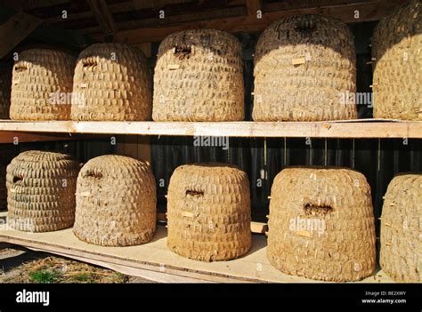 Woven Beehives In A Traditional Bee Fence Near Undeloh Lueneburg Heath