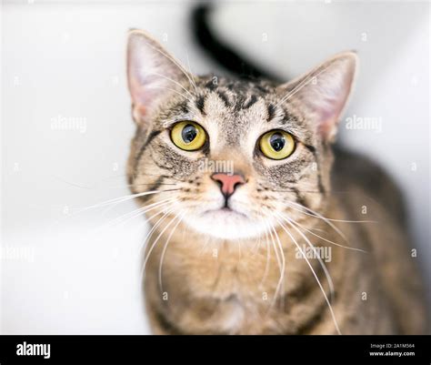 Large Tabby Cat High Resolution Stock Photography and Images - Alamy